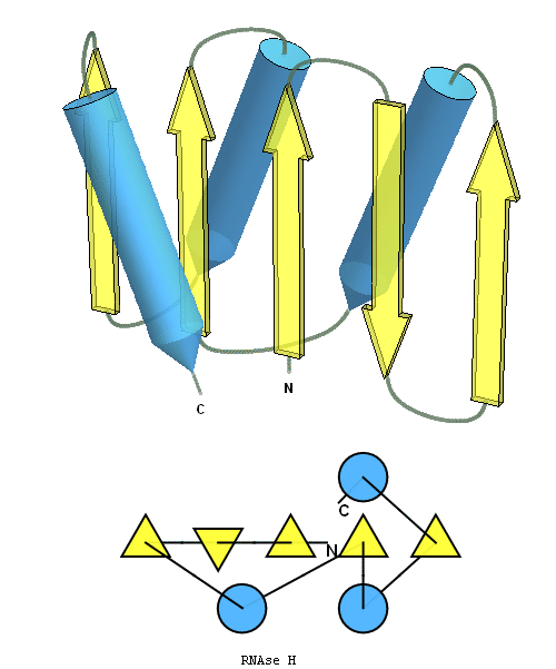 RNAseH fold diagram