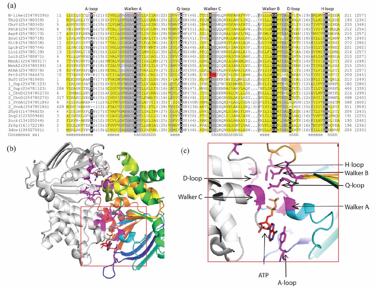 multiple sequence alignment and representative structure of NBDs in Candidatus Liberibacter asiaticus proteome