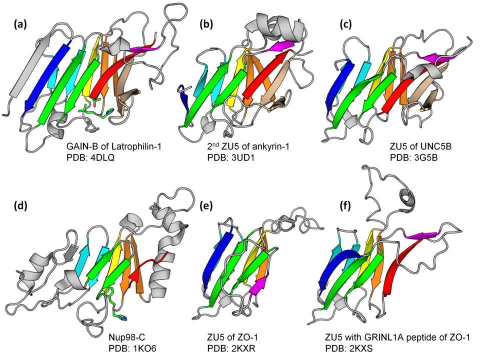 Structures of GAIN-B, ZU5 and Nup98 C-terminal domain