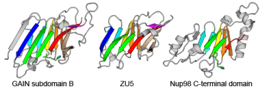 Structures of GAIN-B, ZU5 and Nup98-C domain