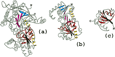 O-linked GlcNAc transferase homologs