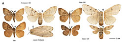 The Gypsy moth as a model organism