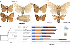 Gypsy moth genome