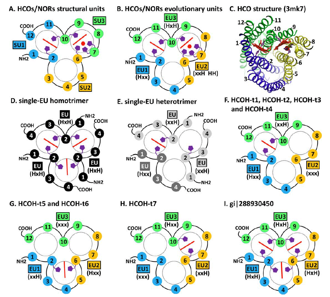 TMH topology diagrams of HCOs/NORs and HCOH proteins