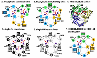 TMH topology diagrams of HCOs/NORs and HCOH proteins