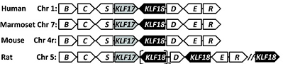 KLF synteny