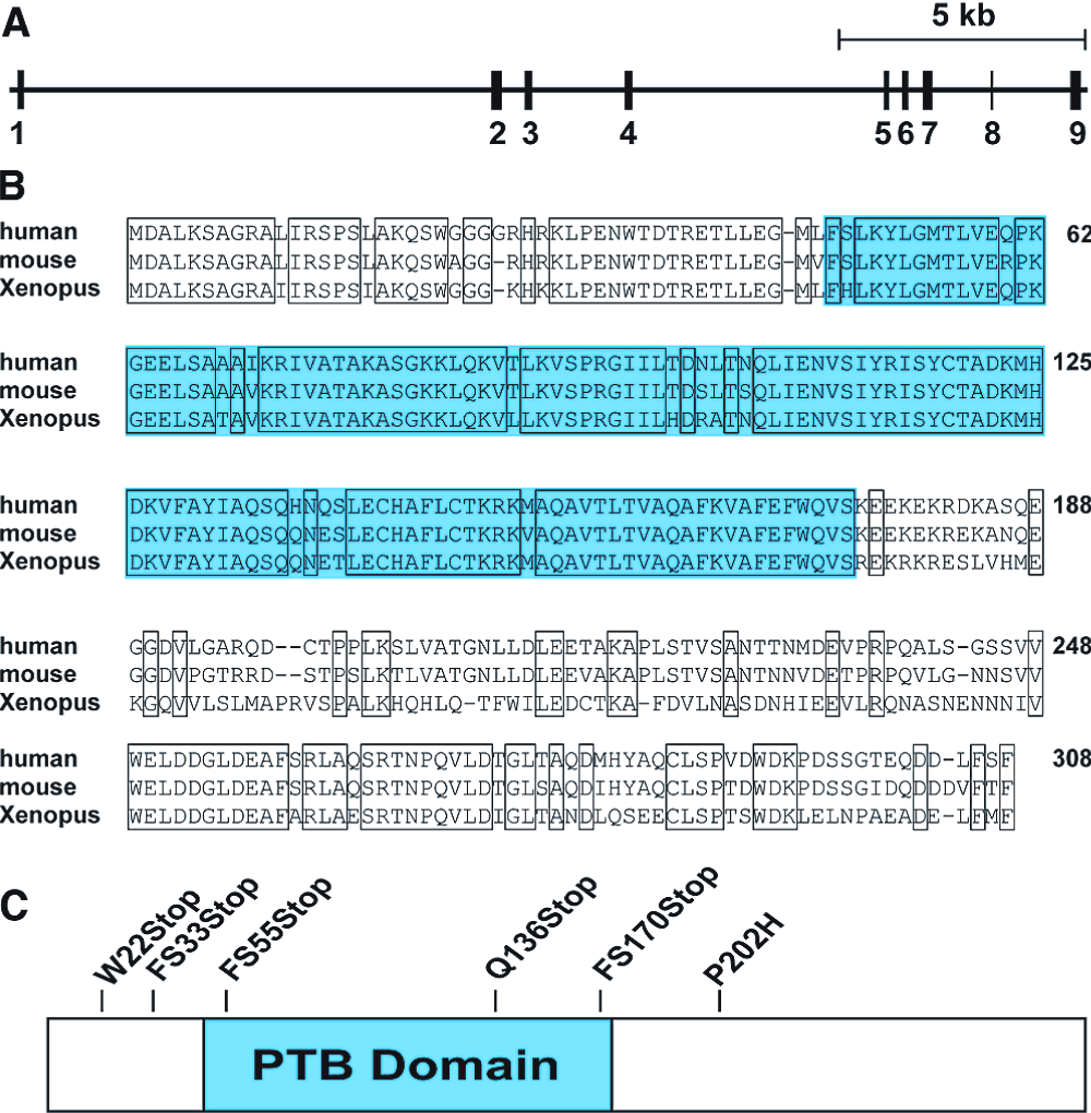 ARH protein with PTB domain
