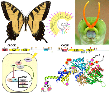 swallowtail genome explains phenotypic traits
