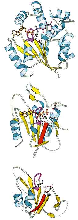3 topologies of P-loop kinases