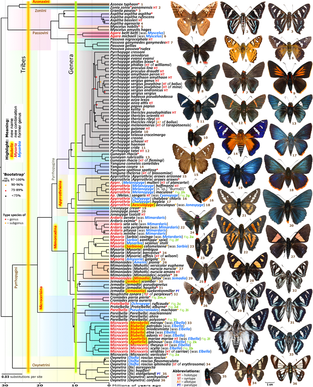 phylogeny of Pyrrhopyginae skippers