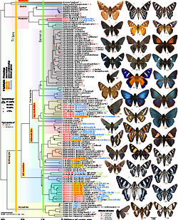 phylogeny of Pyrrhopyginae skippers
