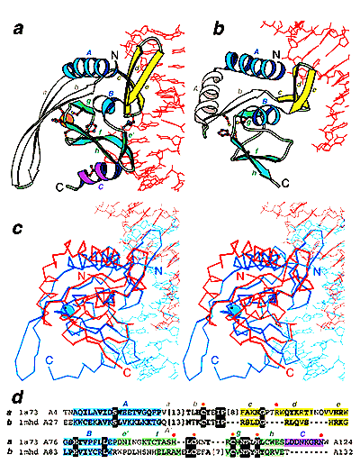 MH1 domain of SMAD