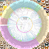 Phylogeny of all USC butterfly species