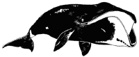 bowhead whale genome