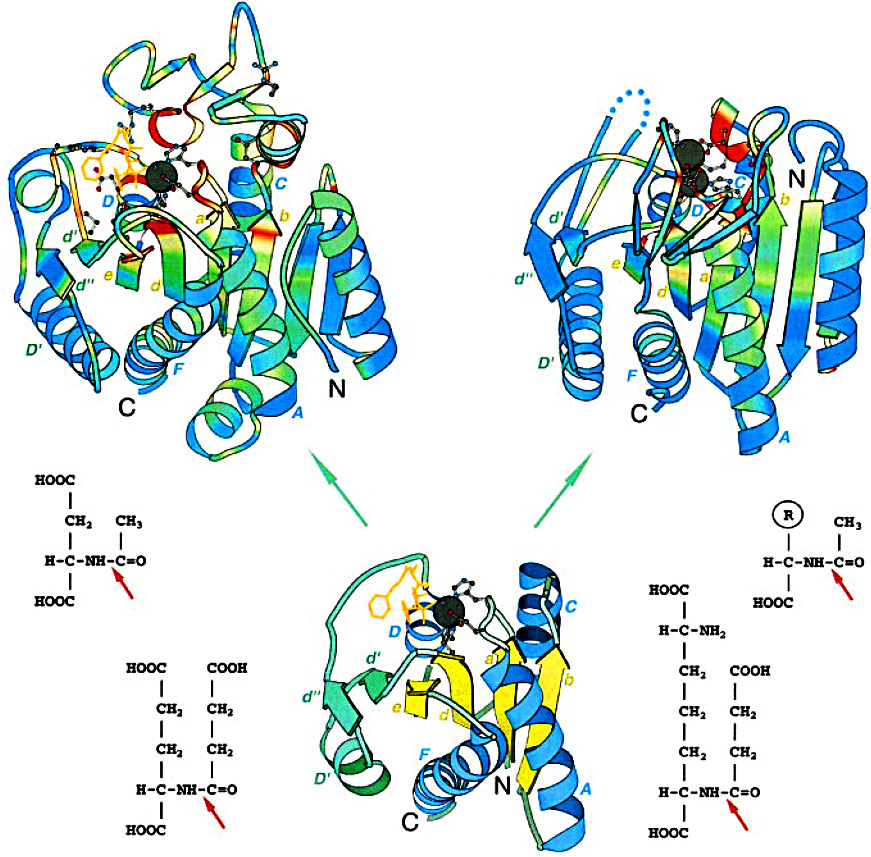 Zn carboxypeptidases