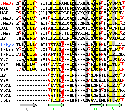 MH1 motif alignment