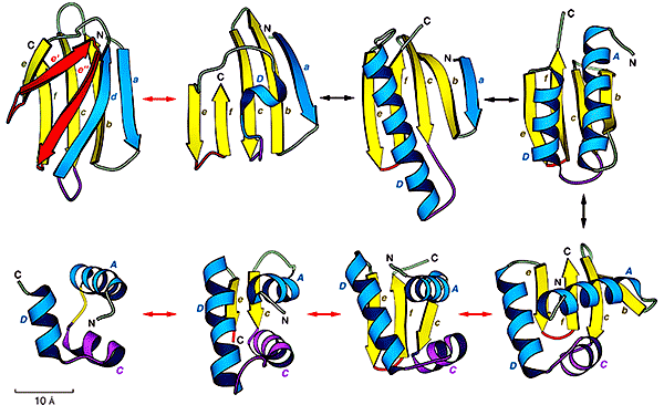 can protein structures evolve?