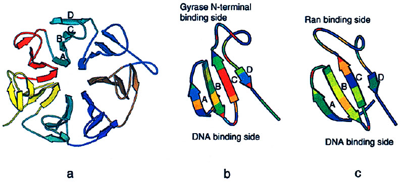 Structure of gyrase homologs