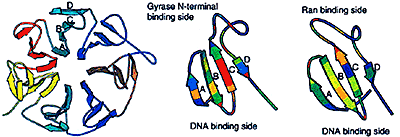 Structure of gyrase homologs