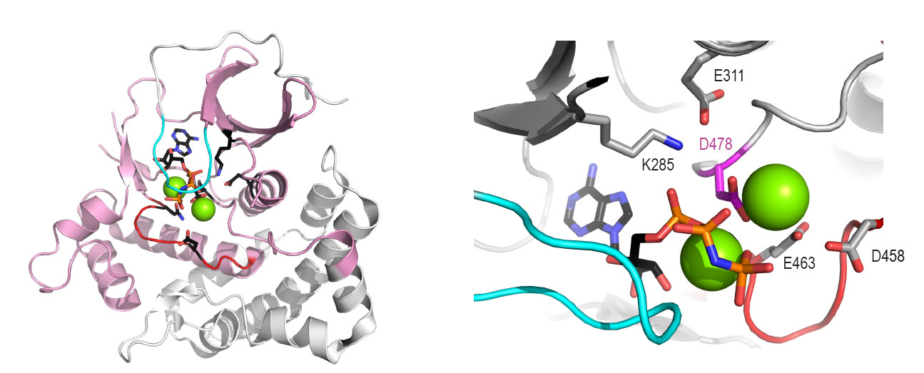Fam20C structure model highlights residues critical for protein kinase activity.