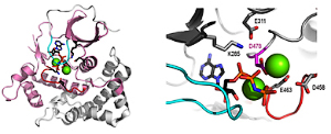 Fam20C structure model highlights residues critical for protein kinase activity